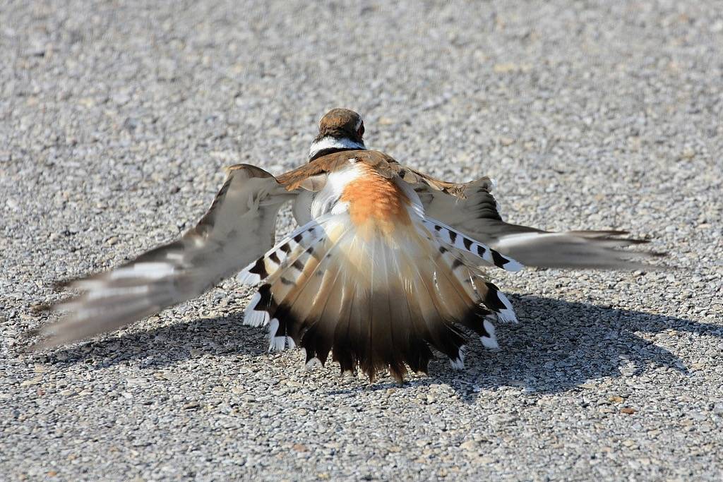 Killdeer Broken Wing Display by TexasEagle is licensed under CC BY-NC 2.0.
